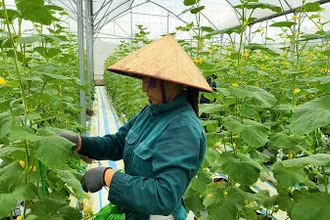 Mô hình trồng dưa hữu cơ ở xã Quảng Tân, huyện Đầm Hà, Quảng Ninh. (Ảnh: Quang Thọ)