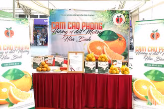 Cam Cao Phong. (Ảnh minh họa: nhandan.vn)