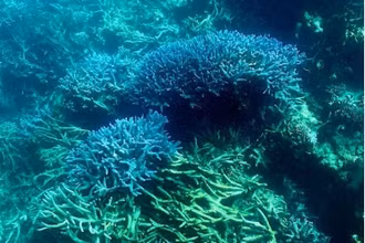 Tình trạng rạn san hô Great Barrier Reef ở Australia có thể xấu đi trong trường hợp nhiệt độ nước biển tăng. (Ảnh: Phys.org)
