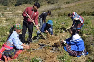 Người dân xã Xà Dề Phìn, huyện Sìn Hồ, Lai Châu, thu hoạch đương quy. (Ảnh: Trần Tuấn)