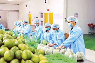 Trái cây xuất khẩu. (Ảnh: MINH HÀ)