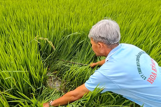 Lão nông Tư Kiêm thăm đồng sáng Mùng 4 Tết.