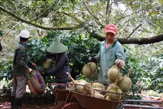 Thu hoạch sầu riêng. (Ảnh: TTXVN)