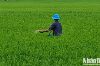 Nông dân Hậu Giang bón phân, chăm sóc lúa. (Ảnh: PHÙNG DŨNG)