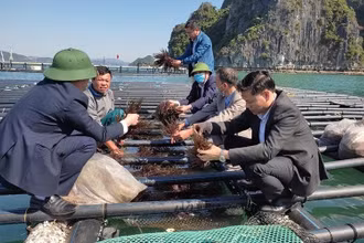 Mô hình nuôi rong biển với vật liệu và kỹ thuật mới trên địa bàn tỉnh Quảng Ninh.