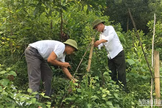 Trồng cây ba kích dưới tán lá rừng ở Thái Nguyên.
