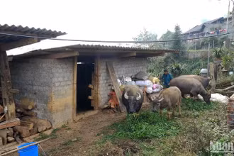 Chăm sóc và bảo vệ đabf trâu trong những ngày giá rét ở Lào Cai. (Ảnh THÀNH TÂM)