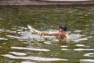 [Ảnh] Độc đáo cuộc thi vây bắt vịt tại lễ hội xuân Lại Yên