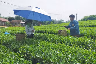 Bản Ven, xã Xuân Lương mở rộng diện tích trồng chè.