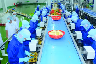 Chế biến trái cây cấp đông tại Nhà máy chế biến nông sản của Công ty cổ phần Công nghiệp thực phẩm Thabico (Tiền Giang). (Ảnh: KHÁNH AN)