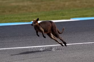 Chuột túi wallaby tại Đảo Phillip, Australia.