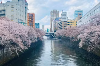 [Video] Hoa anh đào nở rộ bên sông Meguro, Nhật Bản