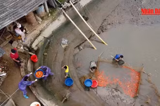 Hàng trăm tấn cá chép đỏ ra thị trường dịp Tết ông Công, ông Táo