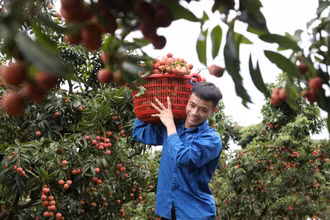 Đổi mới tư duy sản xuất và tiêu thụ trái cây để khai phá tiềm năng