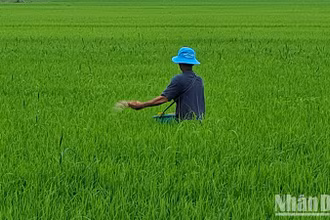 Nông dân Hậu Giang bón phân, chăm sóc lúa. Ảnh: PHÙNG DŨNG