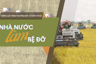 Dàn máy gặt của Công ty Lộc Trời trên cánh đồng lúa xuất khẩu châu Âu. (Ảnh NGÔ QUÝ)
