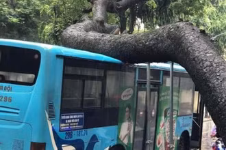 Cây xanh trên phố Tăng Bạt Hổ (quận Hai Bà Trưng, Hà Nội) bị bật gốc, đè vào xe buýt trong ngày 5/8.