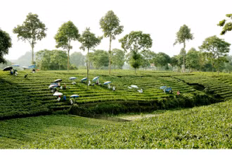 Đồi chè tại Thái Nguyên. 