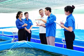 Cán bộ Tỉnh đoàn Ninh Bình kiểm tra, thẩm định mô hình nuôi trồng tảo xoắn Spirulinna tại xã Đông Sơn, thành phố Tam Điệp. Ảnh: tinhuyninhbinh.vn