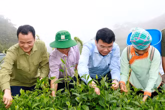 Bí thư Tỉnh ủy Lào Cai Đặng Xuân Phong thị sát, kiểm tra cơ sở sản xuất chè chât lượng cao, phục vụ xuất khẩu, ở vùng cao huyện Mường Khương (Lào Cai). Ảnh: ĐỨC PHƯƠNG