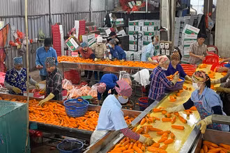 Sơ chế cà-rốt tại Hợp tác xã Dịch vụ nông nghiệp Đức Chính, Cẩm Giàng, Hải Dương. Ảnh: Quốc Vinh