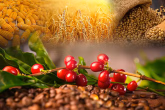 Lực bán chiếm ưu thế trên bảng giá hàng nông sản