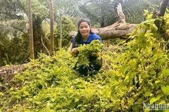 Giám đốc Hợp tác xã Nông nghiệp sinh thái Rừng Xanh Rau Sạch Koor Thị Nghệ bên vườn dược liệu vùng núi huyện Tây Giang.