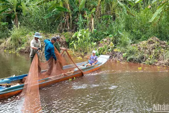 Tái hiện hoạt động chụp đìa bắt cá đồng tại Vườn Quốc gia U Minh hạ.