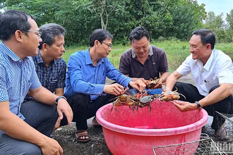 Cua biển nuôi trong môi trường tự nhiên là một trong những mặt hàng thuỷ sản xuất khẩu chủ lực tại Cà Mau. 