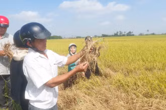 Nhiều diện tích lúa của nông dân thị xã Đông Hòa bị rầy gây hại nặng.
