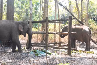 Hai cá thể voi nhà Ta Nuôn và Y Khun tham gia vào mô hình du lịch thân thiện với voi - không cưỡi voi tại Vườn quốc gia Yok Đôn, tỉnh Đắk Lắk. 