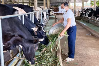 “Tỷ phú nông dân” Nguyễn Văn Nhiệm chăm sóc đàn bò trong trang trại tại xã Châu Pha, thị xã Phú Mỹ, tỉnh Bà Rịa-Vũng Tàu. (Ảnh nhân vật cung cấp)