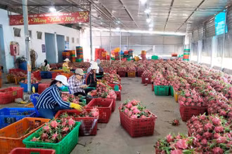 Ảnh minh họa: Thanh long Bình Thuận được bảo hộ chỉ dẫn địa lý tại Nhật Bản. (Ảnh: Tuấn Anh)