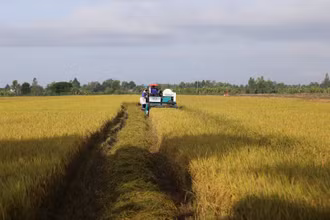 Mô hình sản xuất lúa chất lượng cao trên cánh đồng mẫu lớn tại Phú Thọ. 