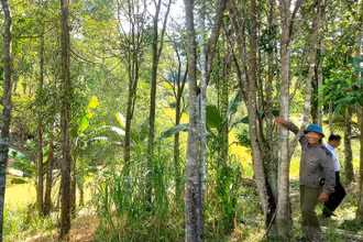 Trồng rừng bằng cây bản địa ở Quảng Binh. (Ảnh HƯƠNG GIANG)