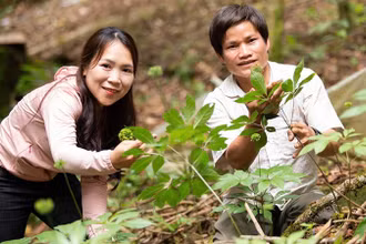 Người dân tham gia trồng sâm Ngọc Linh trên dãy núi Ngọc Linh.