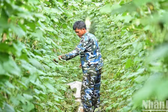 Ảnh minh họa: nhandan.vn.