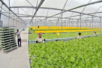 Công nhân đang thu hoạch rau trồng theo phương pháp thủy canh tại nông trường VinEco Tam Đảo. (Ảnh THANH GIANG)