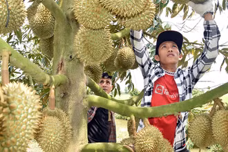 Thương lái tuyển lựa sầu riêng tại vườn của bà Nguyễn Thị Hoa, xã Mỹ Thành Bắc, huyện Cai Lậy, tỉnh Tiền Giang để xuất khẩu.