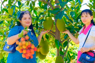 Du khách tham quan "vườn cây ăn quả của các tỉnh miền Tây được thu nhỏ tại xã Lâm Sơn, huyện Ninh Sơn, tỉnh Ninh Thuận. (Ảnh: NGUYỄN TRUNG)