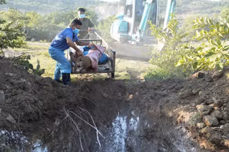 Cán bộ thú ý xã Nhơn Sơn, huyện Ninh Sơn, tỉnh Ninh Thuận tiêu hủy lợn bị dịch tả lợn châu Phi. (Ảnh: NGUYỄN TRUNG)