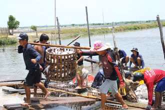 Thu hoạch cá tra ở thành phố Hồng Ngự.