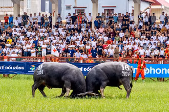 Đông đảo người dân và du khách tham dự, cổ vũ cho Lễ hội chọi trâu truyền thống Đồ Sơn năm 2024.