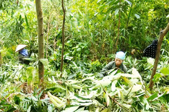 Người dân xã Kim Phượng, huyện Định Hóa thu hoạch cành, lá quế.