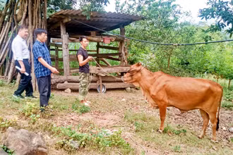 Thực hiện Chương trình mục tiêu quốc gia giảm nghèo bền vững, chính quyền xã Văn Lăng, huyện Đồng Hỷ (Thái Nguyên) cấp bò sinh sản cho hộ nghèo và cận nghèo.