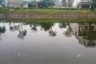 Những ngày gần đây, cá chết nhiều nổi trên mặt hồ Xương Rồng.
