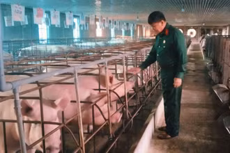 Trang trại chăn nuôi lợn của ông Nguyễn Ngọc Hùng ở tổ Sau, phường Lương Sơn, thành phố Sông Công, tỉnh Thái Nguyên.