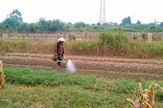 Nông dân phường Đồng Bẩm, thành phố Thái Nguyên, trồng lại rau sau lũ.
