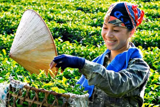 Bàn tay khéo léo và kinh nghiệm trồng, chế biến lâu đời tạo ra chè Thái nổi tiếng.