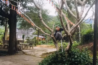 1 con Voọc Chà vá chân xám đang cư trú tại khu vực dân cư thôn Cầm Tú, xã Hòa Kiến, thành phố Tuy Hòa, tỉnh Phú Yên. (Ảnh: Chi cục Kiểm lâm Phú Yên cung cấp).